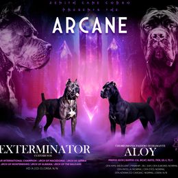 Cane Corso puppies from Zenith Cane Corso