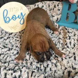 Boy 3 - Fawn male Boxer puppy in Lakeland, Florida from Cote's Boxers
