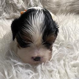 Toby - Tri-color male Cavalier King Charles Spaniel puppy in Pearl River, New York from Cooltomin Cavaliers