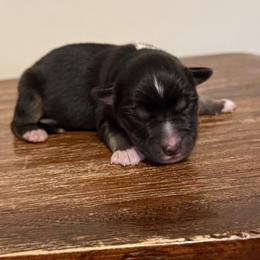 Boy black Tri 2 - Black tri male Miniature Australian Shepherd puppy in Danville, Alabama from A&L Farms