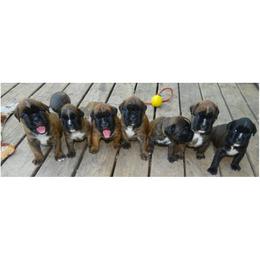 Boxer puppies from Boxers vom Norden