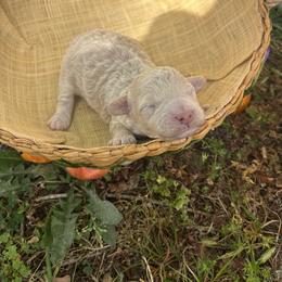 Alfredo - Cream male Poodle puppy in Merigold, Mississippi from C & C Doodles and Poodles