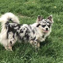 Sterling - Chihuahua