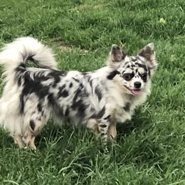 Sterling - Chihuahua