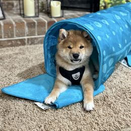 Big Man - Red male Shiba Inu puppy in Sharpsburg, Georgia from H & J Shiba Inu’s