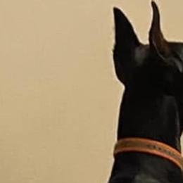 Doberman Pinschers from Joselyn James