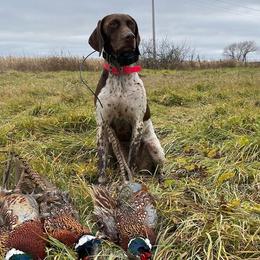 German Shorthaired Pointers from Hurricane Kennel