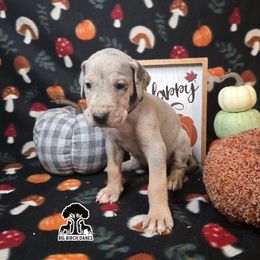 Honey - Blue female Great Dane puppy in Spiro, Oklahoma from Big Birch Danes