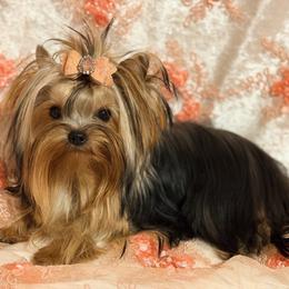 Matilly - Blue and gold female Yorkshire Terrier puppy in Daggett, Michigan from Hetzel’s Enchanted Yorkies (Michigan)