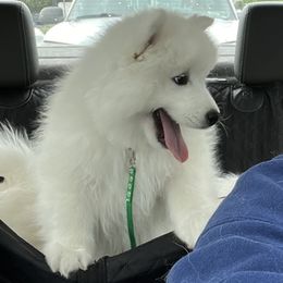 Hulk Man - White male Samoyed puppy in Stanwood, Washington from The Floof Brigade