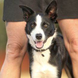 Border Collies from H Bar