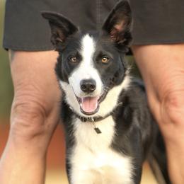 Border Collies from H Bar