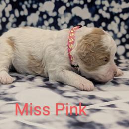 Miss Pink - Parti female Goldendoodle puppy in Lebanon, Pennsylvania from Robertson's Retrievers and Doodles