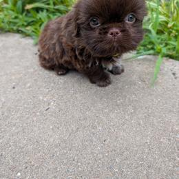 Girl 2 - female Shih Tzu puppy in Metropolis, Illinois from Super City Kennels