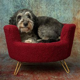 Fluffy - Bernedoodle