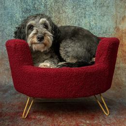 Fluffy - Bernedoodle