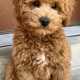 Aussiedoodles and Goldendoodles from Herriman Hills Doodles