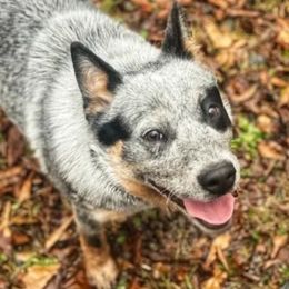 Afina - Australian Cattle Dog