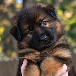 Anakin - Sable male German Shepherd puppy in Canton, Texas from WILDWOOD GERMAN SHEPHERDS