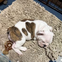 Rachel - Violet - Fawn brindle and white female Bulldog puppy in Krum, Texas from K & K Little Blessings
