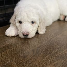 Rose - White Sheepadoodle puppy in Bloomfield, New Jersey from C3 Sheepadoodles