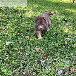 Siberian Husky Puppies from Wyant Farms