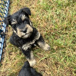 Light Green - Black and silver male Miniature Schnauzer puppy in Sparta, North Carolina from New River Miniature Schnauzers and Anatolians