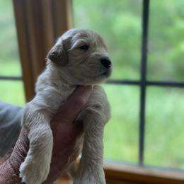 Goldendoodle Puppies from Island Doodles of Maine