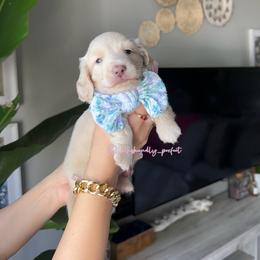 Cotton - Cream male Dachshund puppy in Summerfield, Florida from Dachshundly Perfect