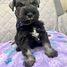 Miniature Schnauzer Puppies from NM Schnauzer Minis