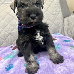 Miniature Schnauzer Puppies from NM Schnauzer Minis