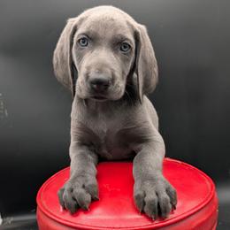 Forest - Blue male Weimaraner puppy in Evart, Michigan from Drehbar Weimaraners