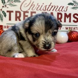 Roxi - Merle Pomsky puppy in Mineola, Texas from East Texas Pomskies