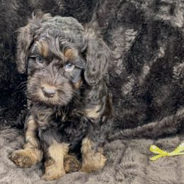 DM9042 - Chocolate male Australian Labradoodle puppy in Easley, South Carolina from Royal Diamond Labradoodles