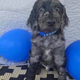 Parker - Merle male Goldendoodle puppy in Benson, North Carolina from Yvonne❤️Goldendoodles