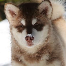 Alaskan Malamutes from NORTH WINDS ALASKAN MALAMUTES