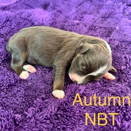 Autumn - Red tri-color female Australian Shepherd puppy in Charlotte, North Carolina from Awesome Aussies
