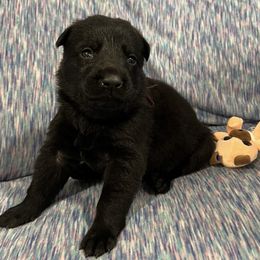 Girl 3 - female German Shepherd puppy in Beech Grove, Arkansas from Backwoods Kennels