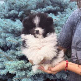 Goon - Black parti male Pomeranian puppy in Waterloo, Indiana from Garcias Pomeranian