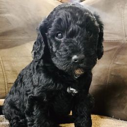 Poodles from Gwen's Poodles