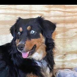 LULU - Black tri female Miniature Australian Shepherd puppy in Crosby, Texas from TriplecminiaussiesAndCorgis