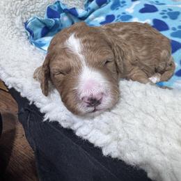 Butterscotch - Red  male Goldendoodle puppy in Carmichaels, Pennsylvania from JensenBelle Doodles