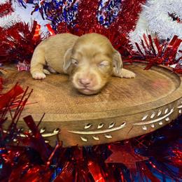 MWF2 - Dapple female Dachshund puppy in Carthage, Texas from Rafter C Ranch Doxies