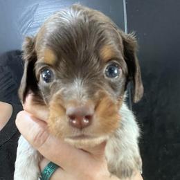Chacma - Piebald male Dachshund puppy in Bigfork, Minnesota from Dachshunds Up North