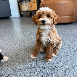 M a n g o ..... (teddy bear 10-12lb ) - Apricot female Goldendoodle puppy in Hooper, Utah from Anchor Dogs