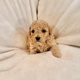 Tilly - Caramel female Labradoodle puppy in Bruceton Mills, West Virginia from Adonai Ra'ah Farms