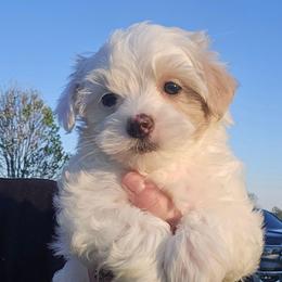 Casper - Parti male Maltipoo puppy in Lebanon, Kentucky from Mosaic Merle Doodles