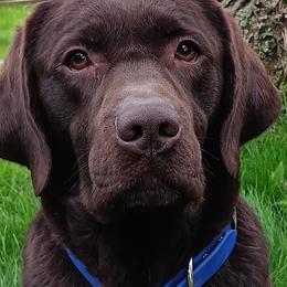 Labrador Retrievers from Western Valley Retrievers