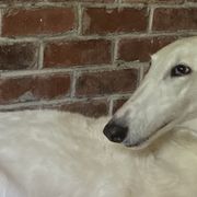 Diana - Borzoi