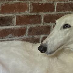Diana - Borzoi